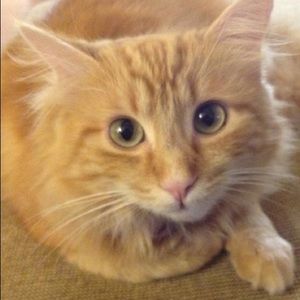 Meet your Posher, Sheron